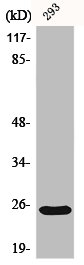 BAK1 Antibody