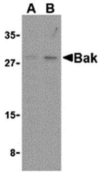 Bak Antibody