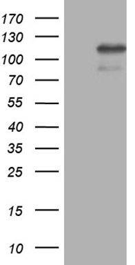 BAMBI Antibody