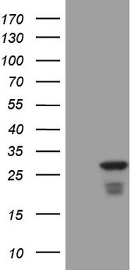 BAMBI Antibody