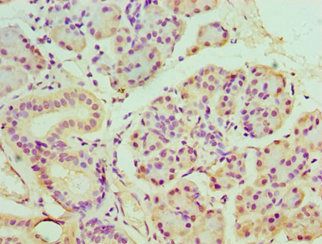 BANP Antibody