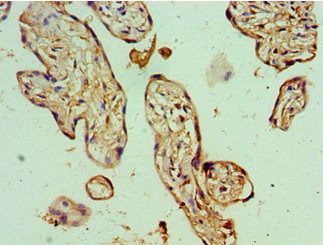 BANP Antibody