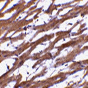 BAP29 Antibody