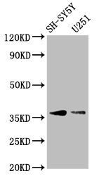 BARHL1 Antibody