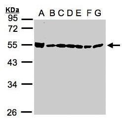 BAT1 antibody