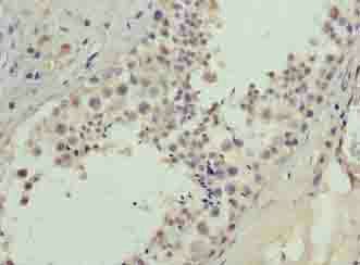 BATF2 Antibody