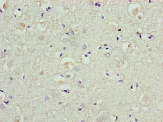 BATF2 Antibody
