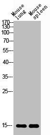 BATF3 Antibody