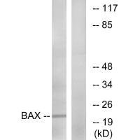 BAX (Ab-167) Antibody