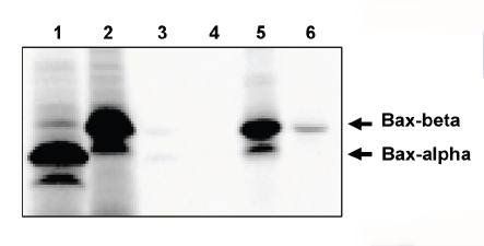 Sheep Mouse Bax-beta Antibody