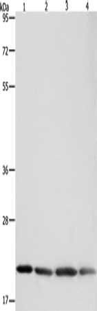 BAX Antibody