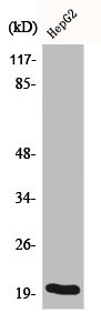 BAX Antibody