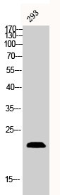 BAX Antibody