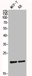 BAX Antibody