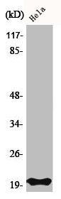 BAX Antibody