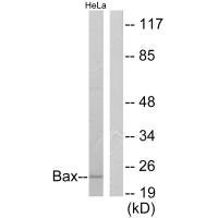 BAX Antibody