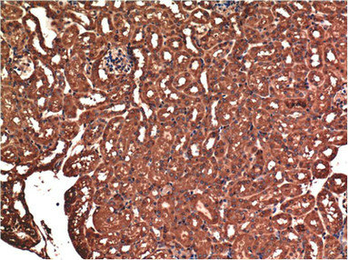 BAX Monoclonal Antibody