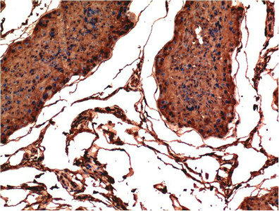 BAX Monoclonal Antibody