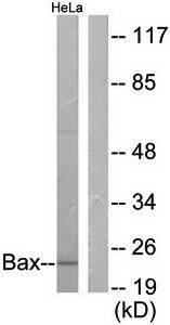 Bax Antibody