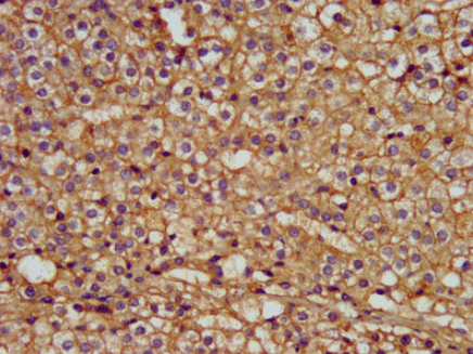 LMAN1 Antibody