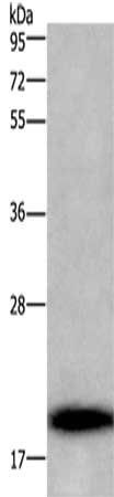 BBC3 Antibody