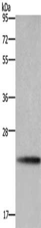 BBC3 Antibody