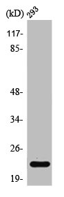BBC3 Antibody