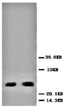 PUMA/BBC3 Antibody