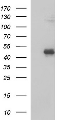 BBOX1 Antibody