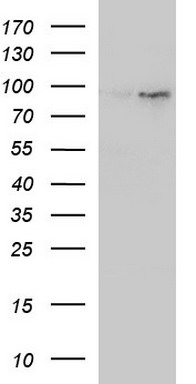 BBOX1 Antibody