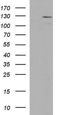 BBOX1 Antibody