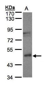 BBOX1 antibody