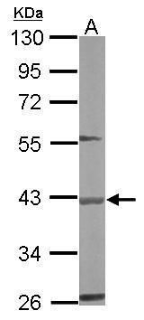 BBOX1 antibody
