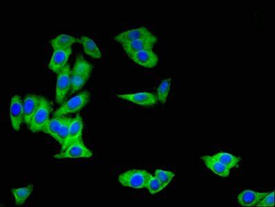 BBOX1 Antibody