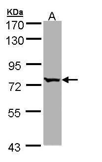 BBS10 antibody