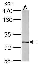 BBS7 antibody