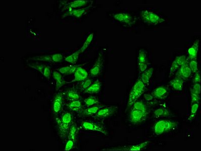 BBX Antibody