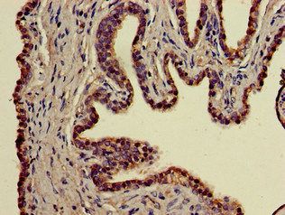 BBX Antibody