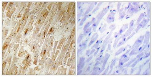 BCA3 antibody