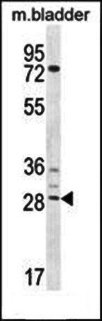 BCA3 antibody