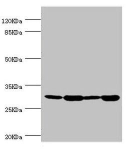 BCAP29 Antibody