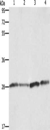 BCAP31 antibody