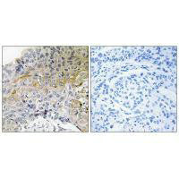 BCAR1 (Ab-410) Antibody