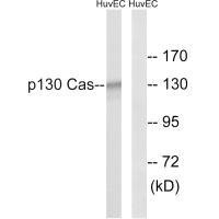 BCAR1 (Ab-410) antibody