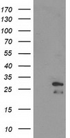 BCAR1 Antibody