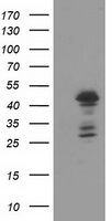 BCAR1 Antibody