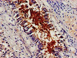 BCAR1 Antibody