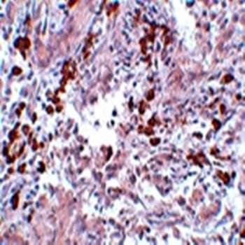 BCAS1 Antibody