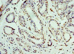BCAS2 Antibody