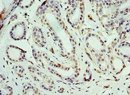 BCAS2 antibody